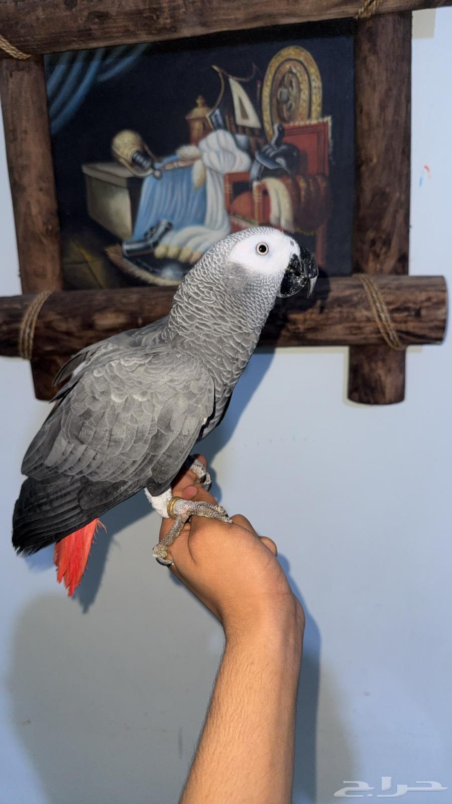 ببغاء كاسكو للبيع جده64409394330883113