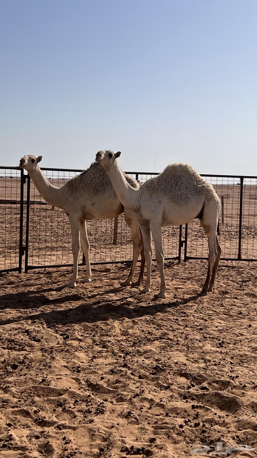 حشو للبيع64406583827843110