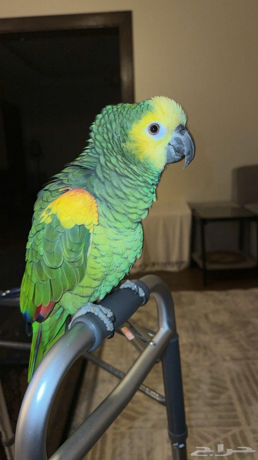 Amazon Blue Fronted Jaco Parrot64408751566337112