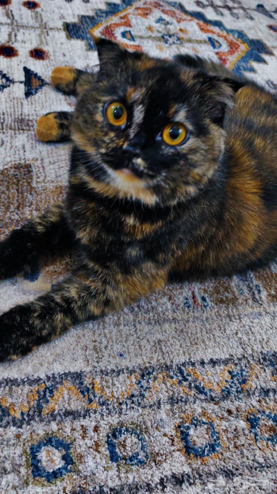 لتبني سكوتش مهجنه هاديه جدا64411028220035110