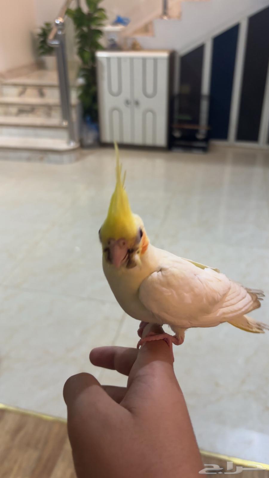 Tame Latino Crow (Sold)64409283058561111