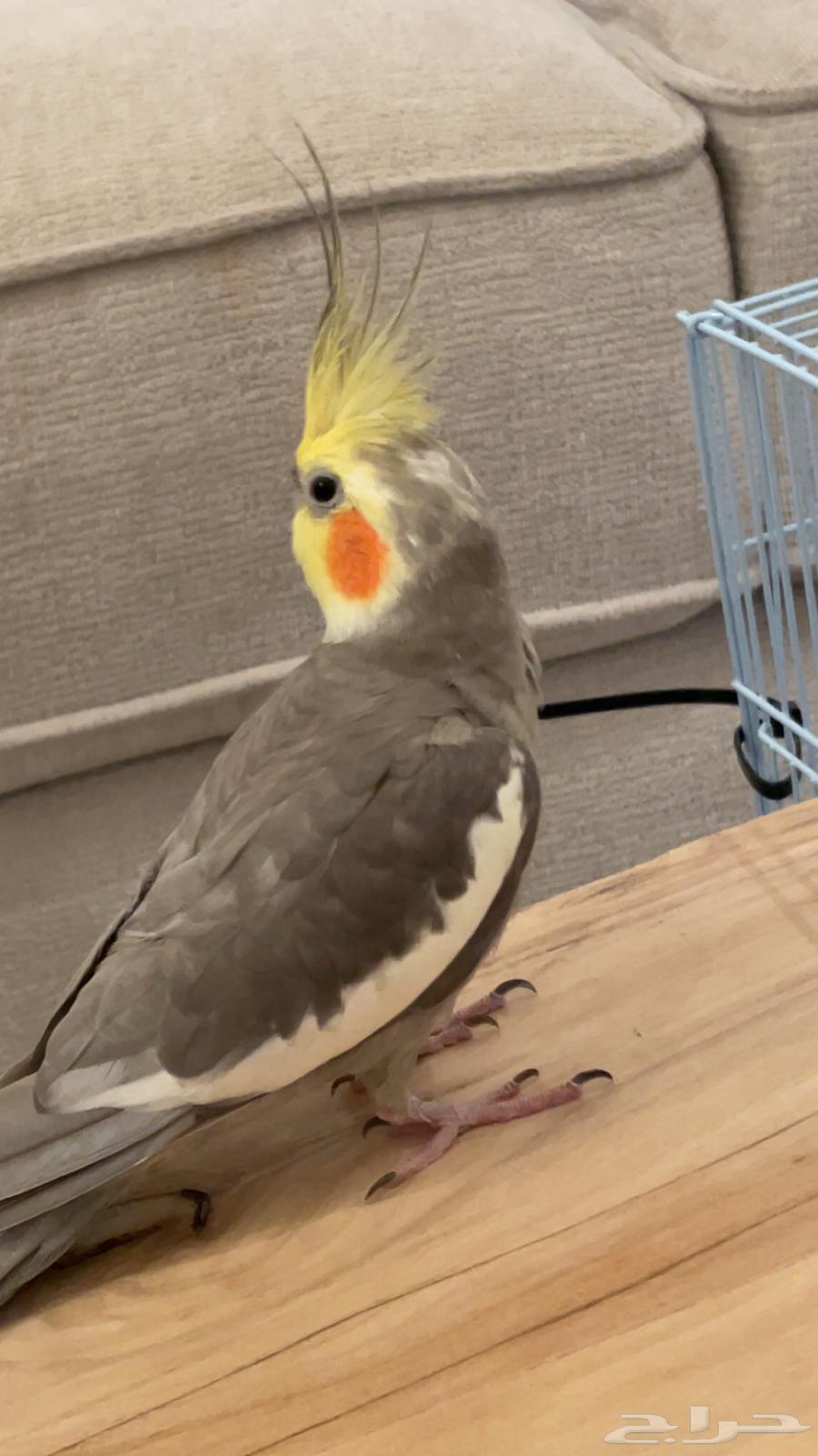 كروان ذكر جاهز ل انتاج64408552909442112