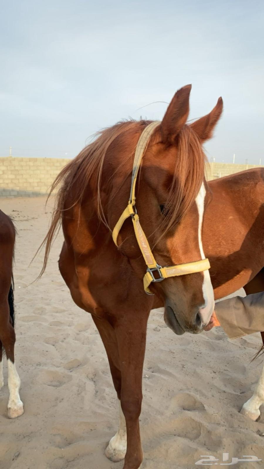حصان فحل64411768530179110