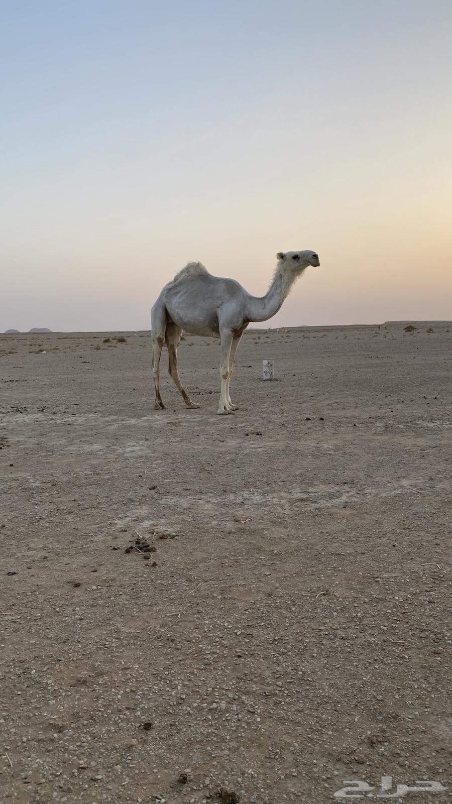 Tomorrow's sacrificial sheep is worthy of its price, come on lovers of fine sheep64411473656065110