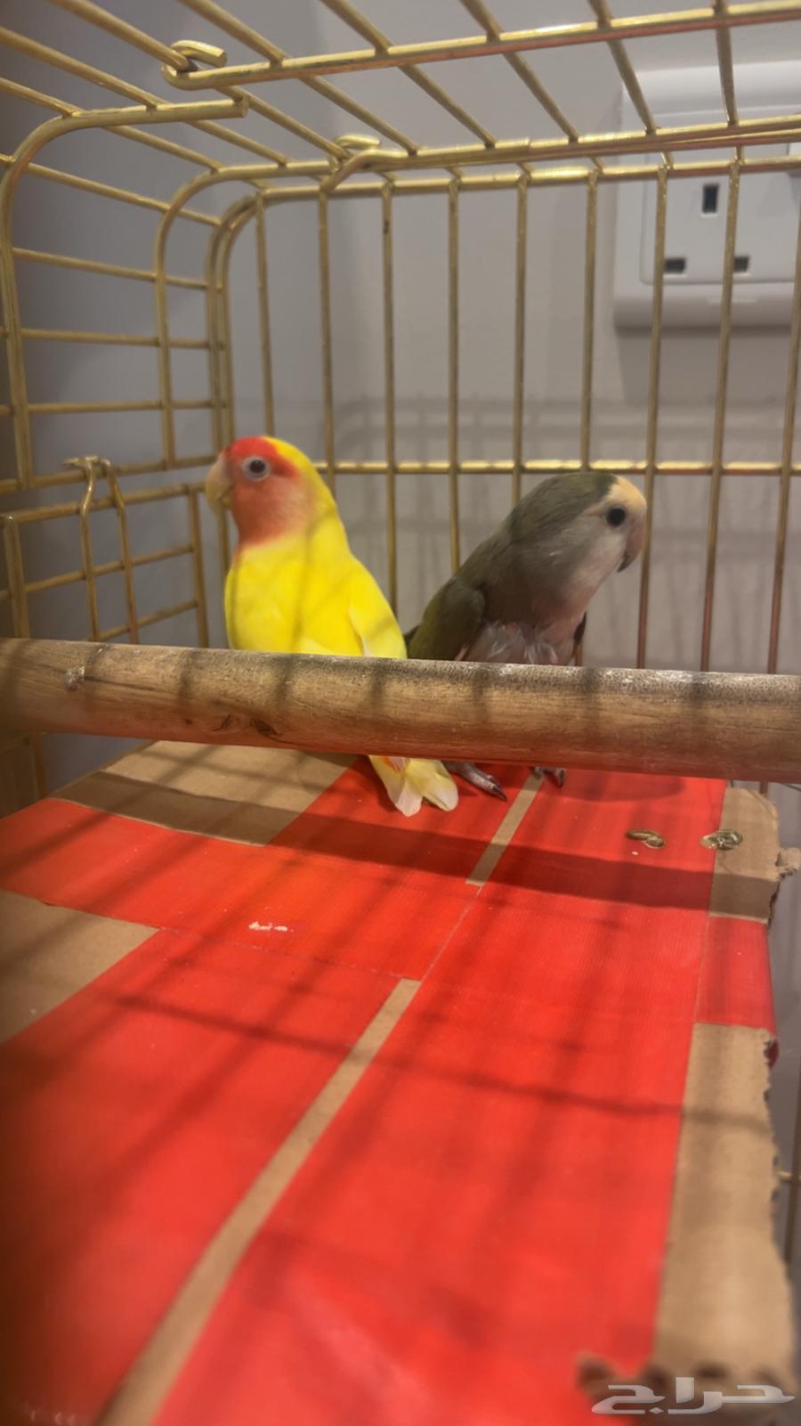 طيور روز64405778105475113