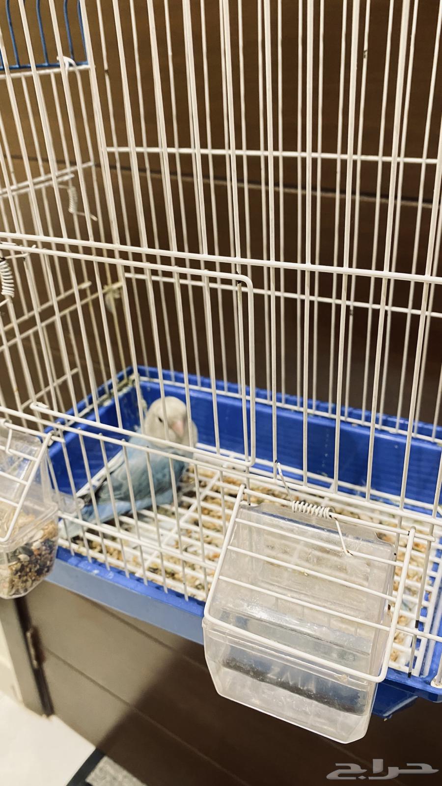 Bird of the Day64405555283715111