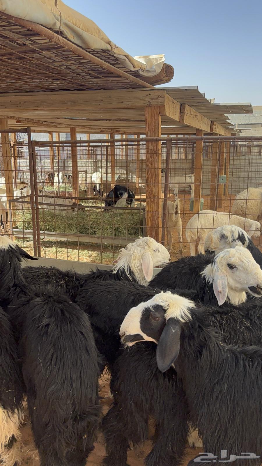 خرفان نجد ب 145064406457954946114