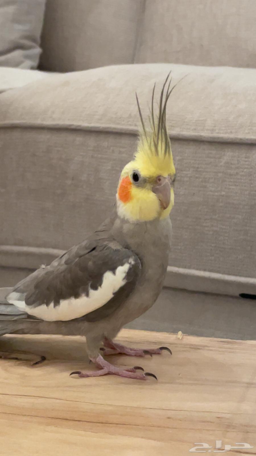 كروان ذكر جاهز ل انتاج64408552909442110