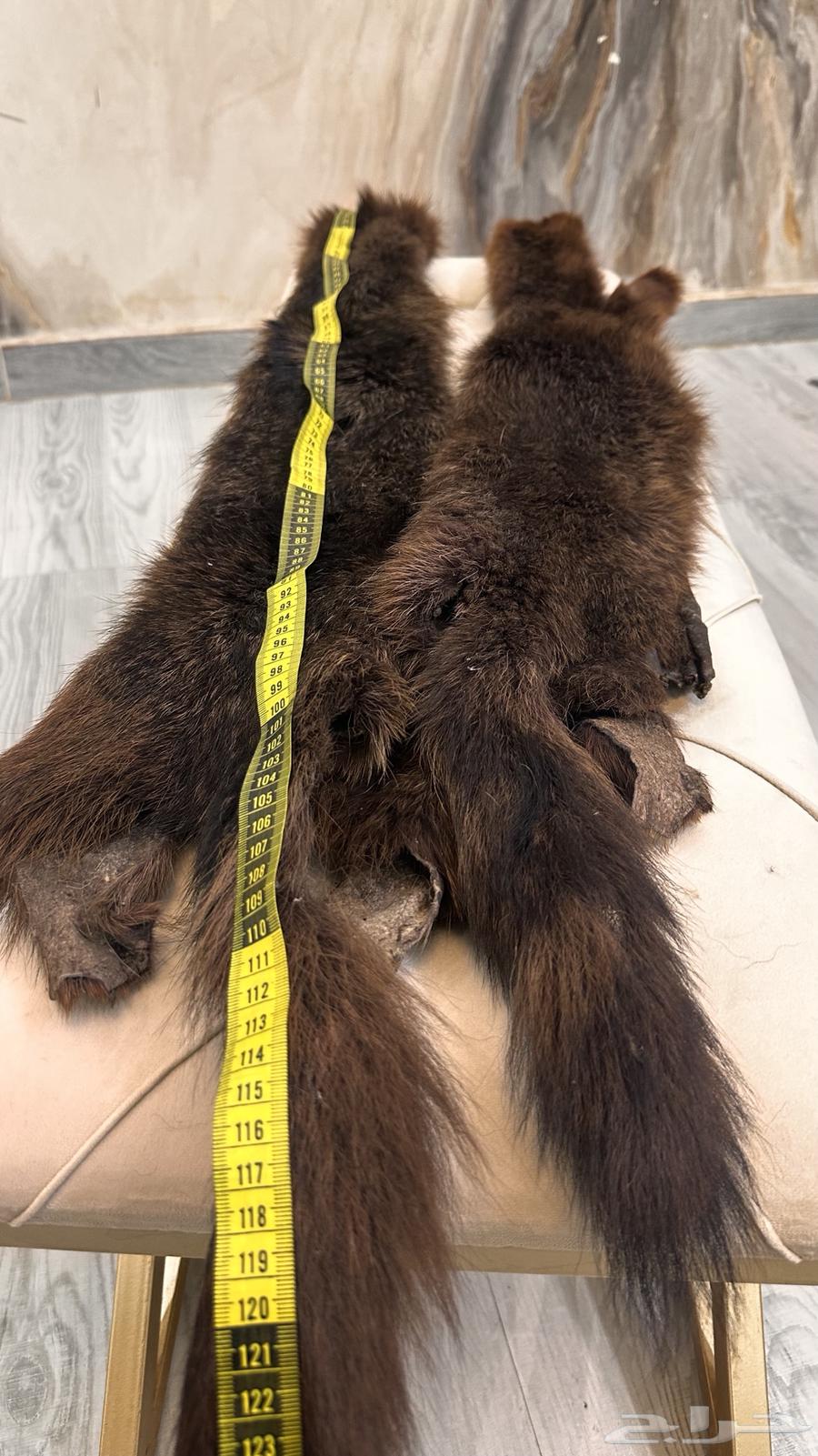 فرو جلد ذيب روسي ( حقيقي)64407880638339110