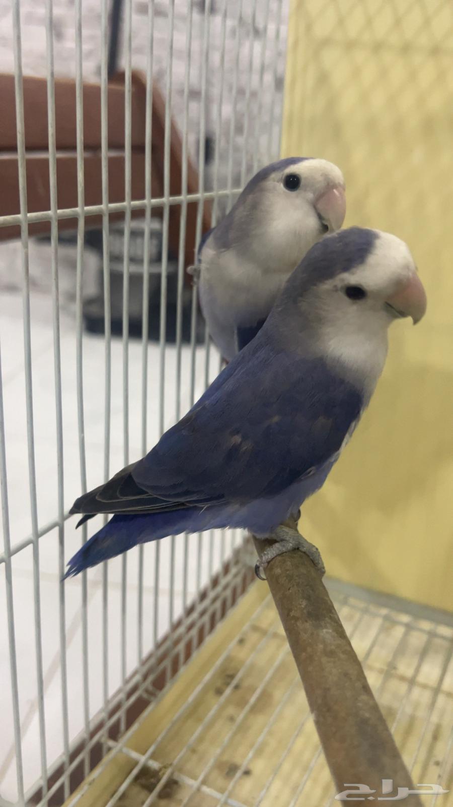 للبيع جوز روز فايلوت منتجين الي توقف عليه سومه نصيبه64405680493185110