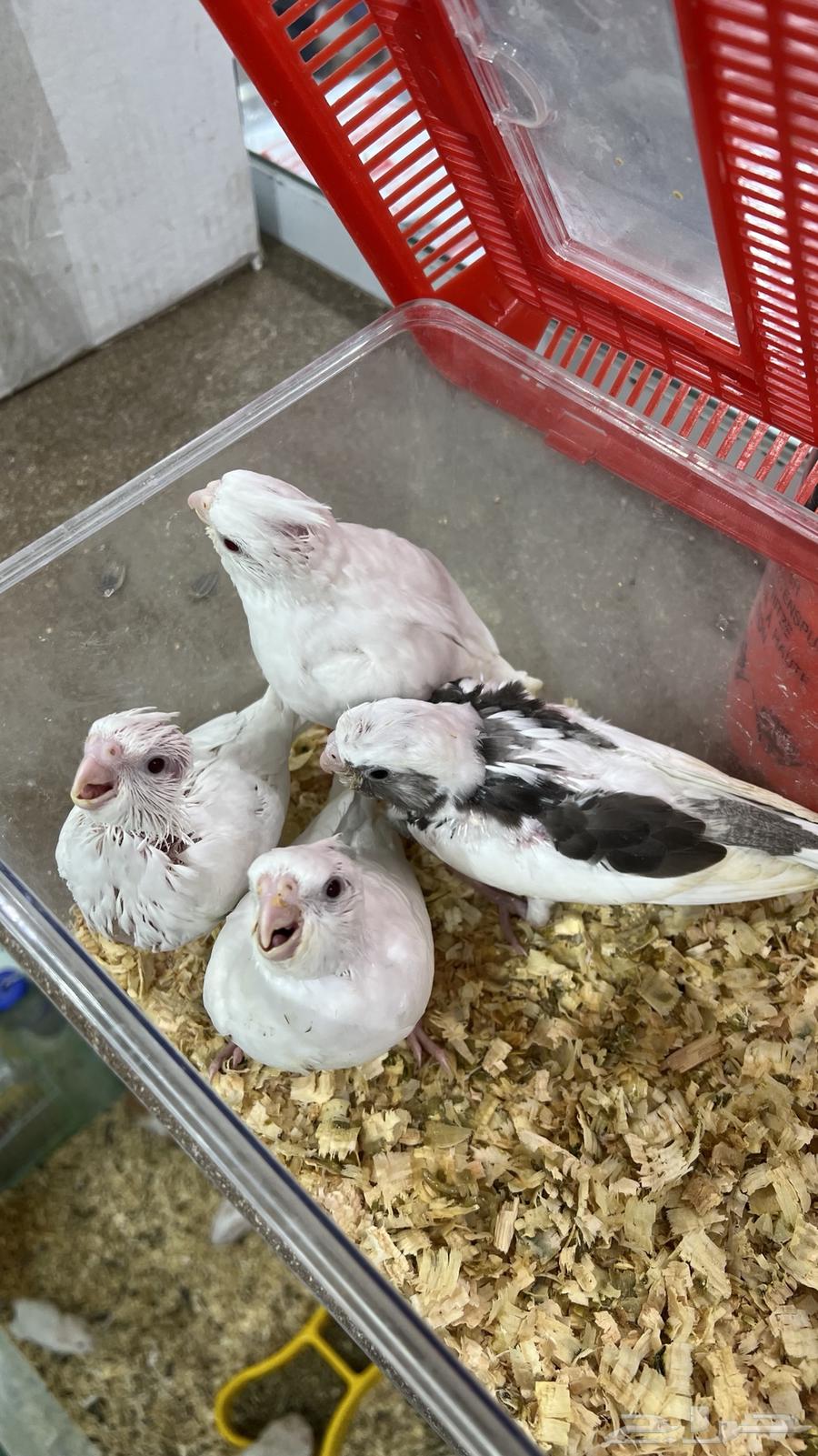 فروخ كروان64410907595265111