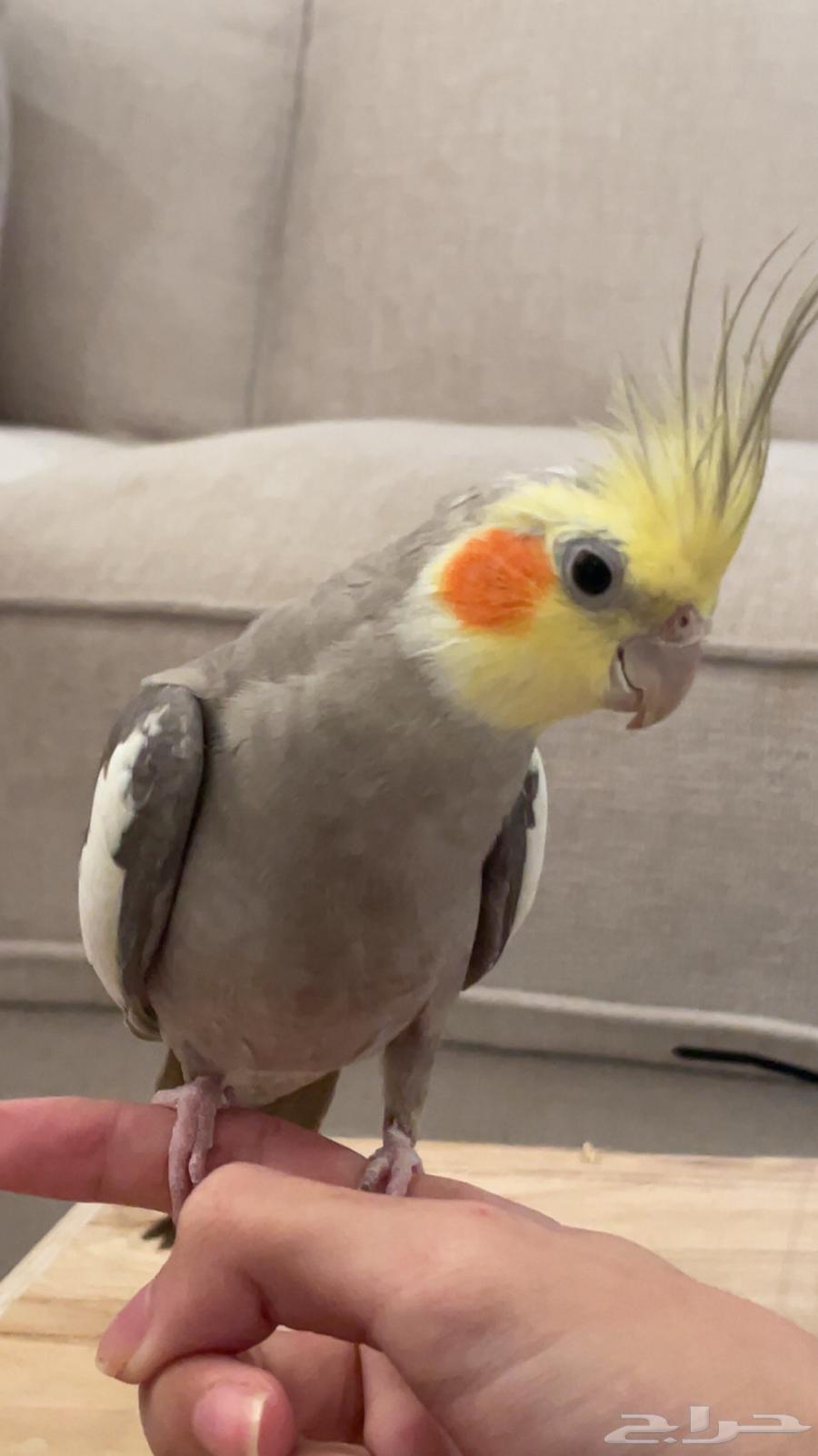 كروان ذكر جاهز ل انتاج64408552909442113