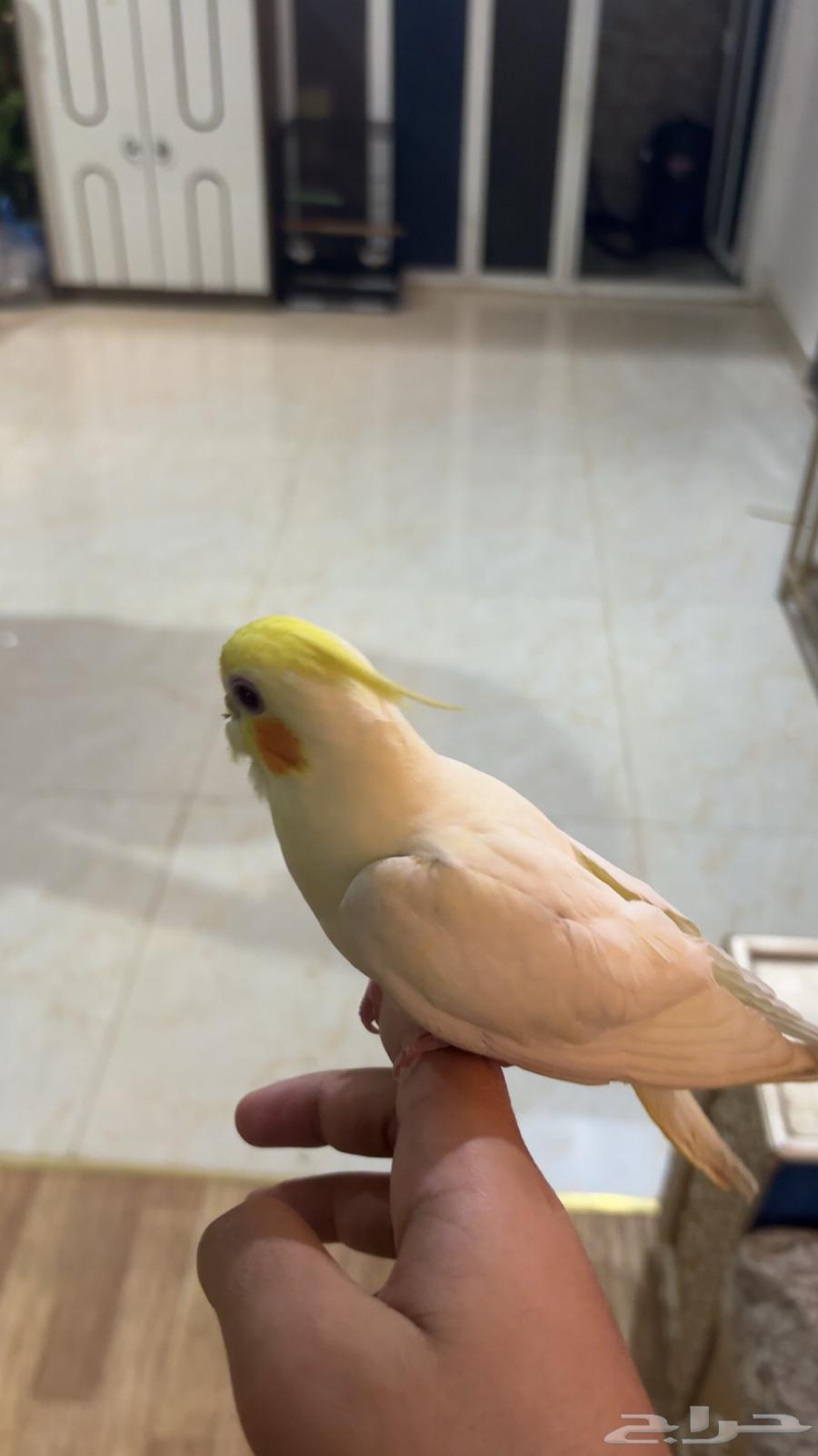 Tame Latino Crow (Sold)64409283058561112