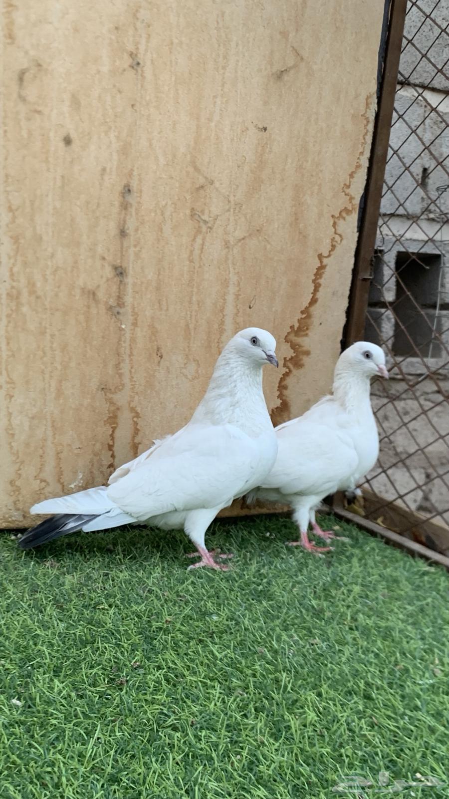 حمام باكستاني64408878236547110