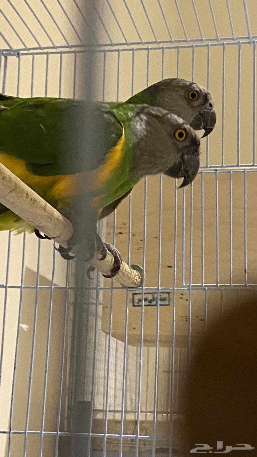 جوز سنغالي للبيع محلل64408301105794110