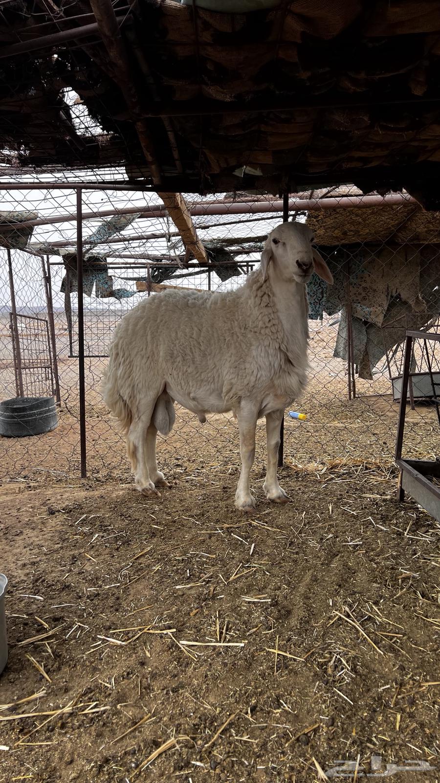 Highly Conditioned Trunk Class64408822317954111