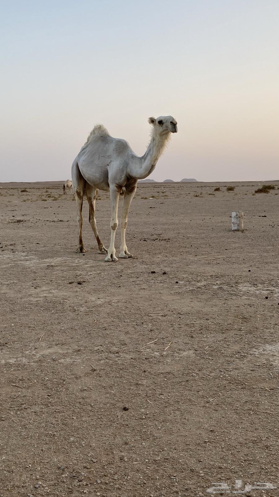 Tomorrow's sacrificial sheep is worthy of its price, come on lovers of fine sheep64411473656065111