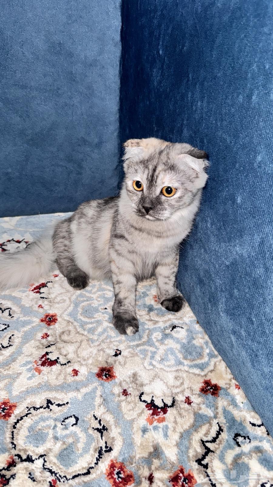 قططه للبيع64411942305793110