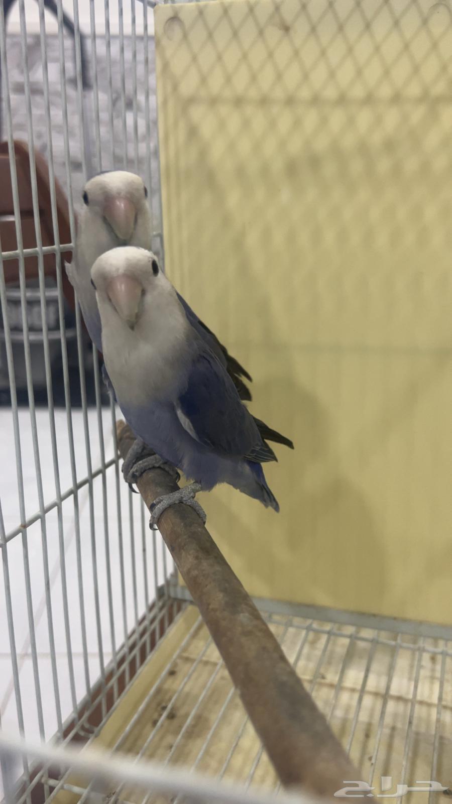 للبيع جوز روز فايلوت منتجين الي توقف عليه سومه نصيبه64405680493185112