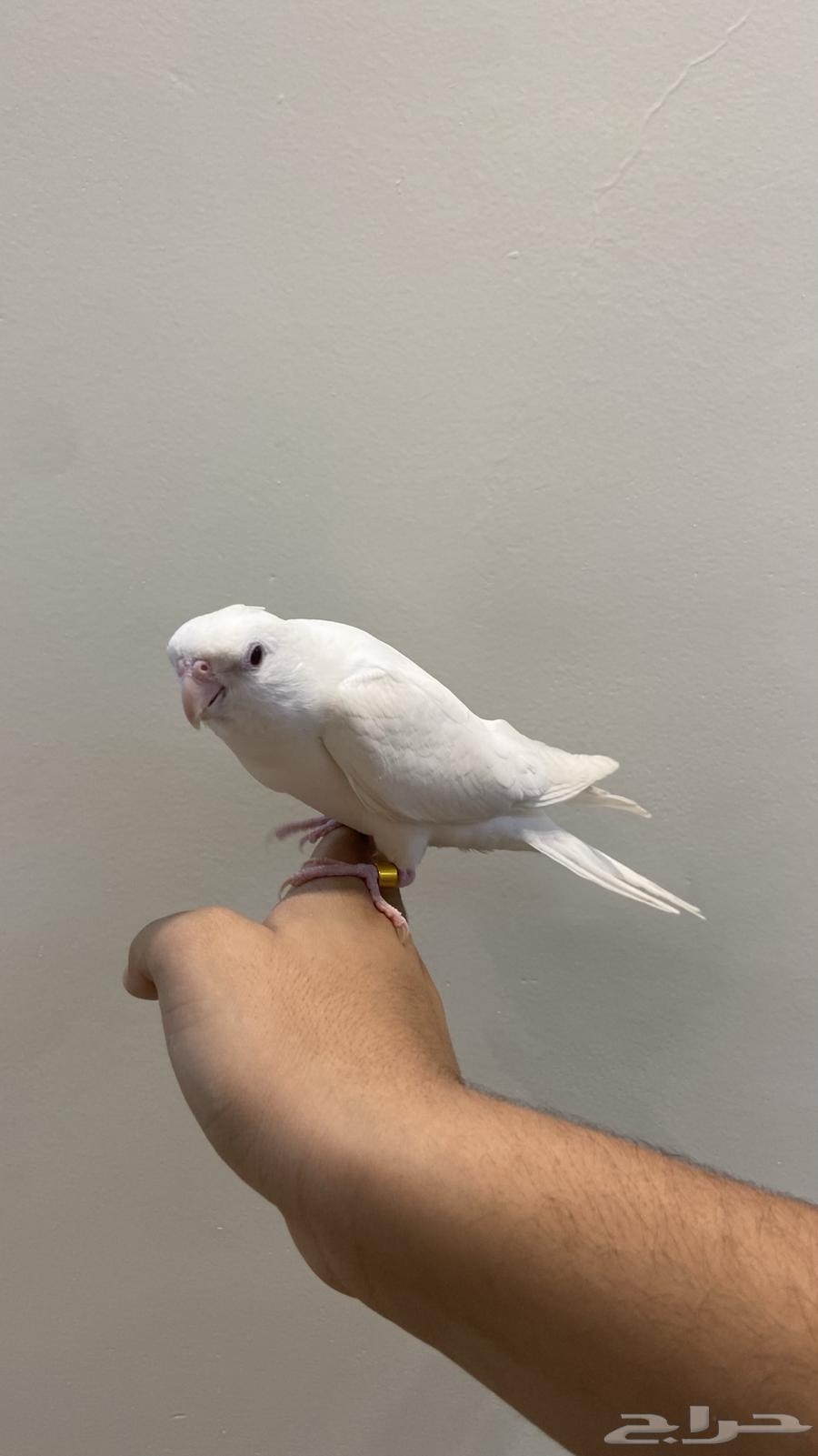 Pino Crown Internal and External Talking Super Jumbo Number64410880884739114