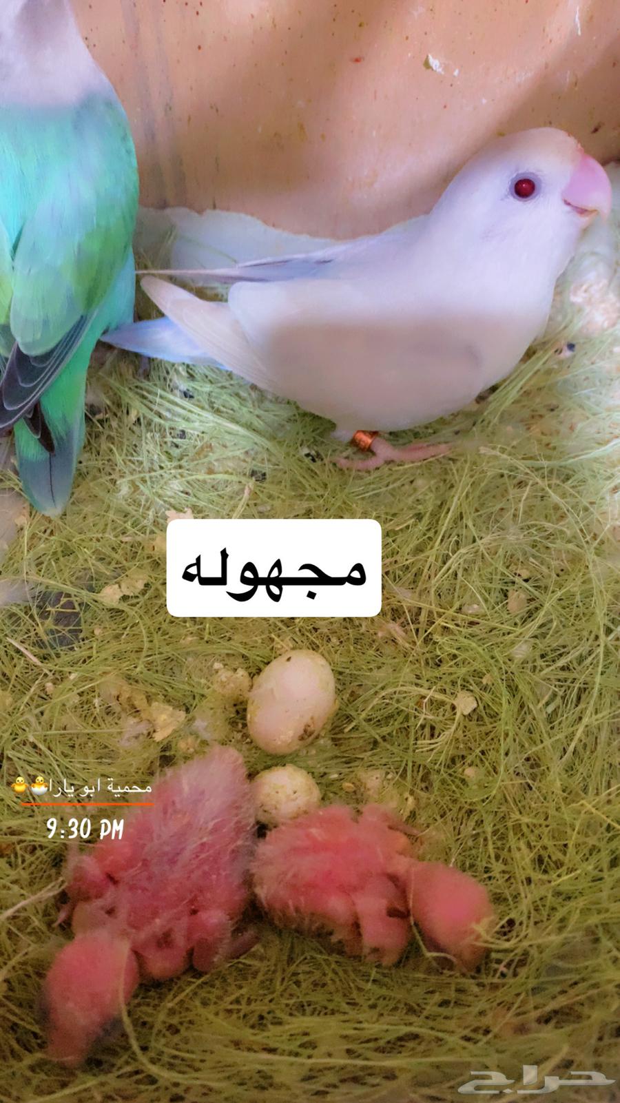 Rooster chicks, some of them known breed, new photos of chicks (Sold)64410391502849113