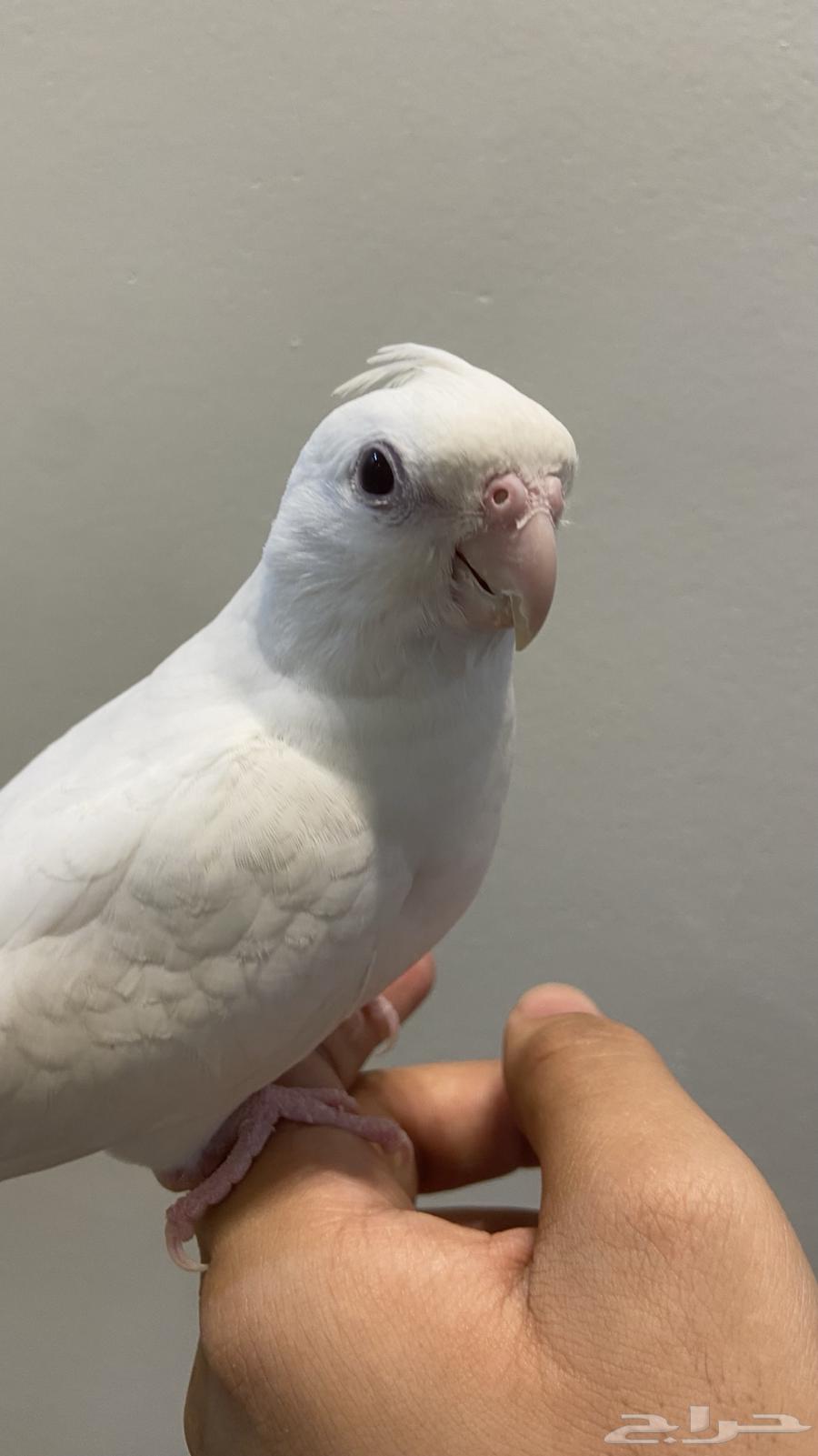 Pino Crown Internal and External Talking Super Jumbo Number64410880884739111