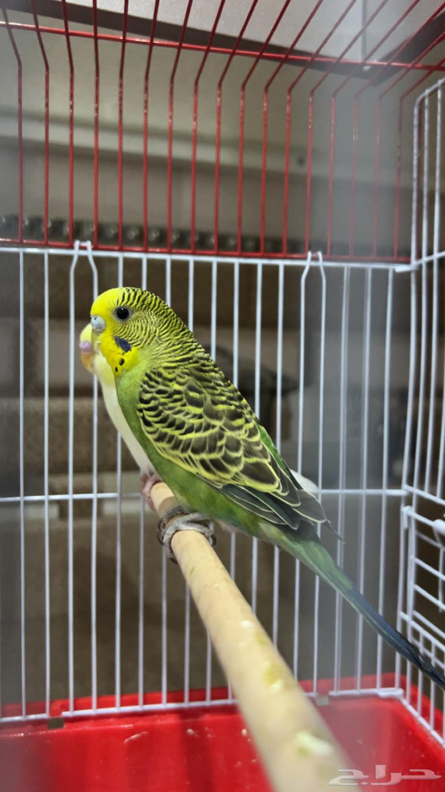 طير بادجي 250السعر سبب البيع بشتري كروان64407852947713110