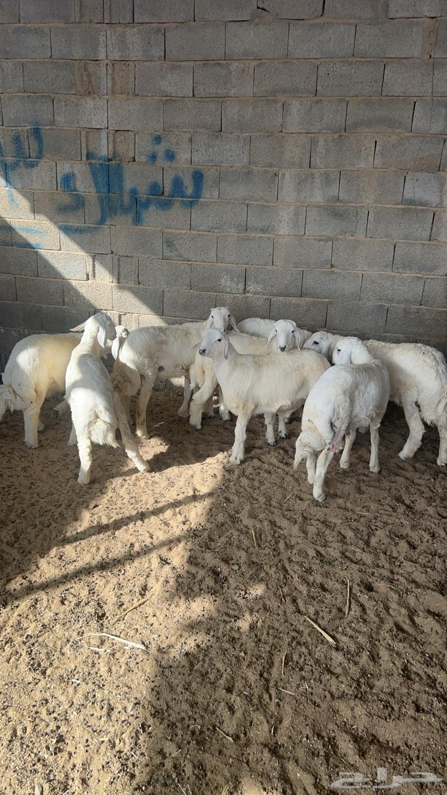 طليان تم البيع64406499861890111