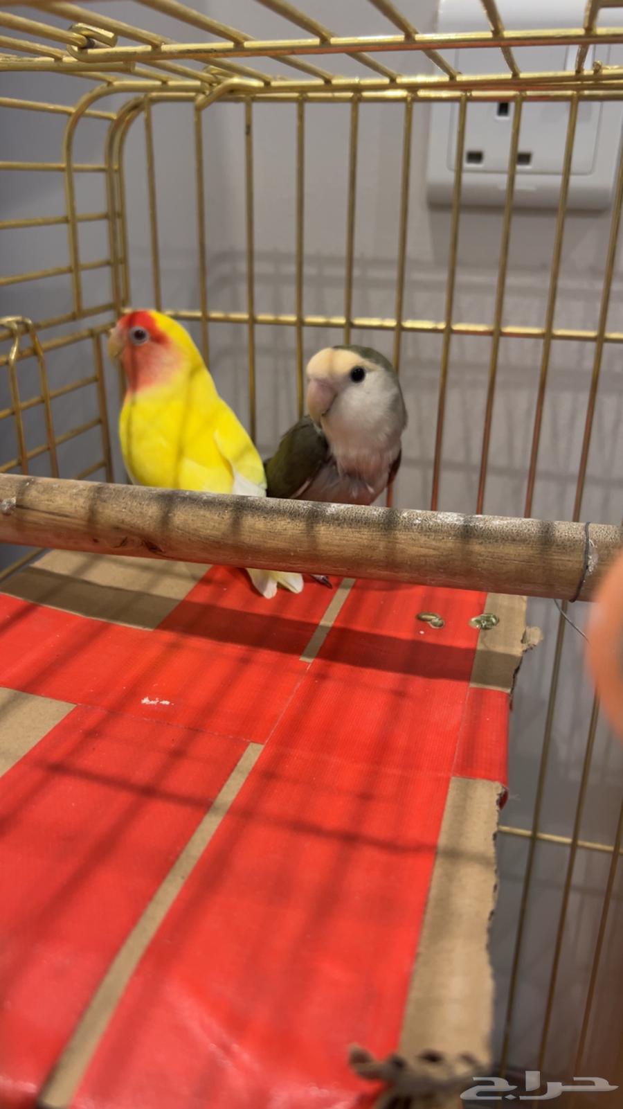 طيور روز64405778105475112