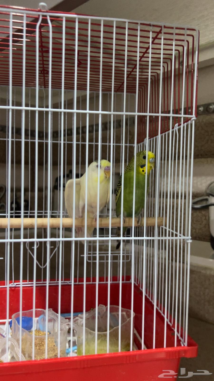 طير بادجي 250السعر سبب البيع بشتري كروان64407852947713111