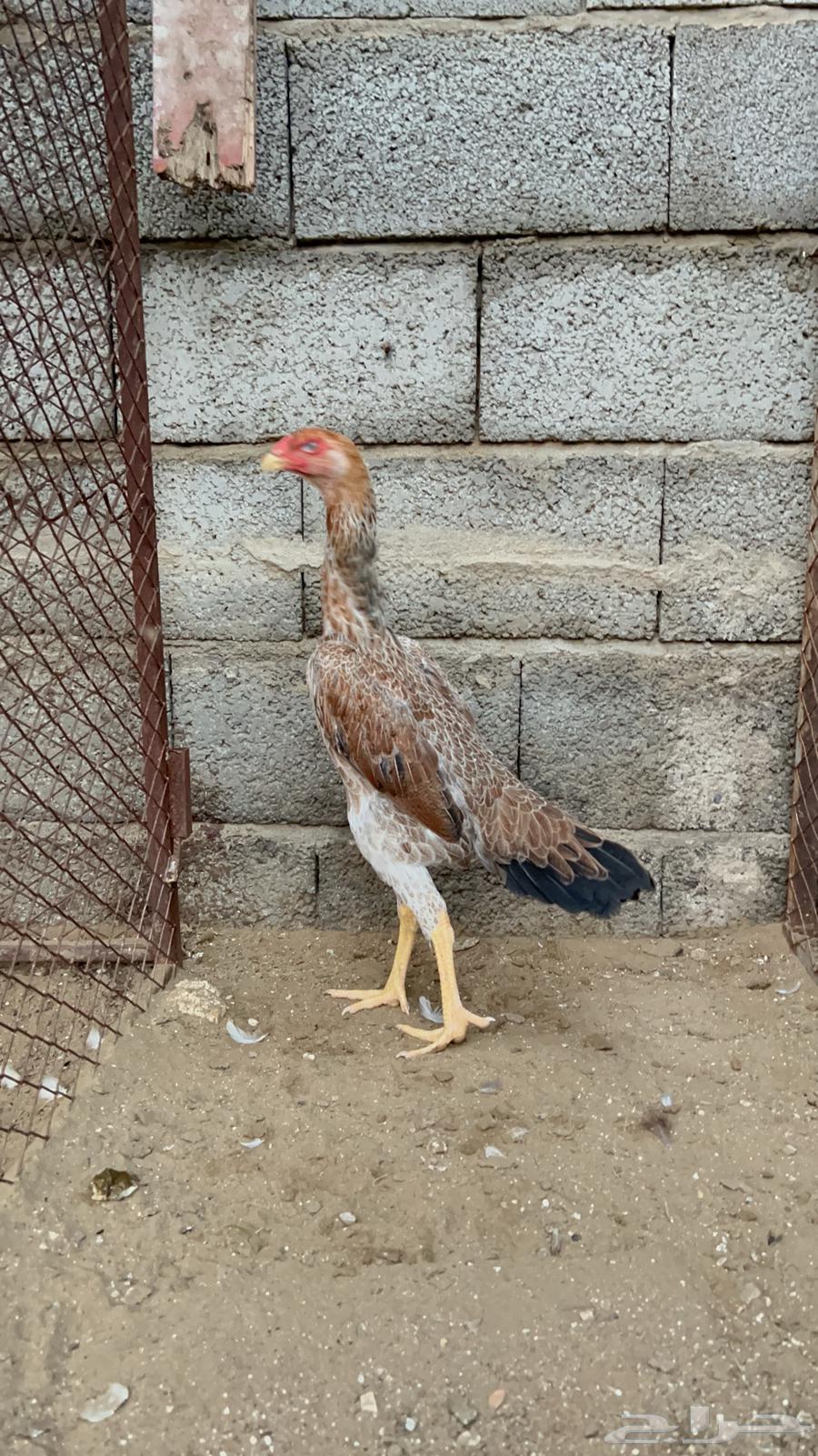 دجاجه شامو الماني64406110510339112