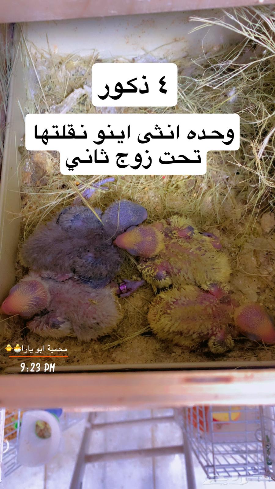 Rooster chicks, some of them known breed, new photos of chicks (Sold)64410391502849110