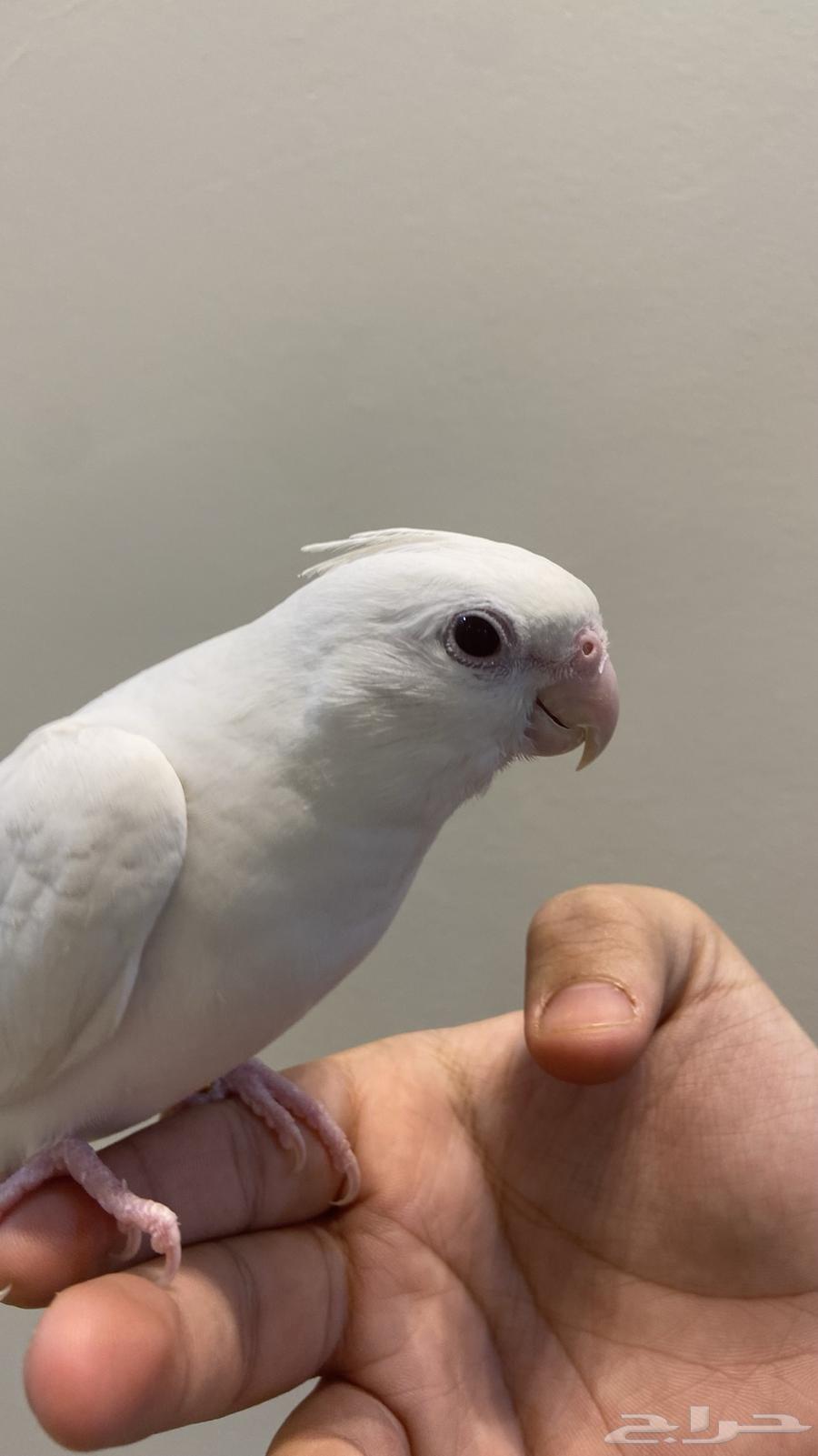 Pino Crown Internal and External Talking Super Jumbo Number64410880884739112