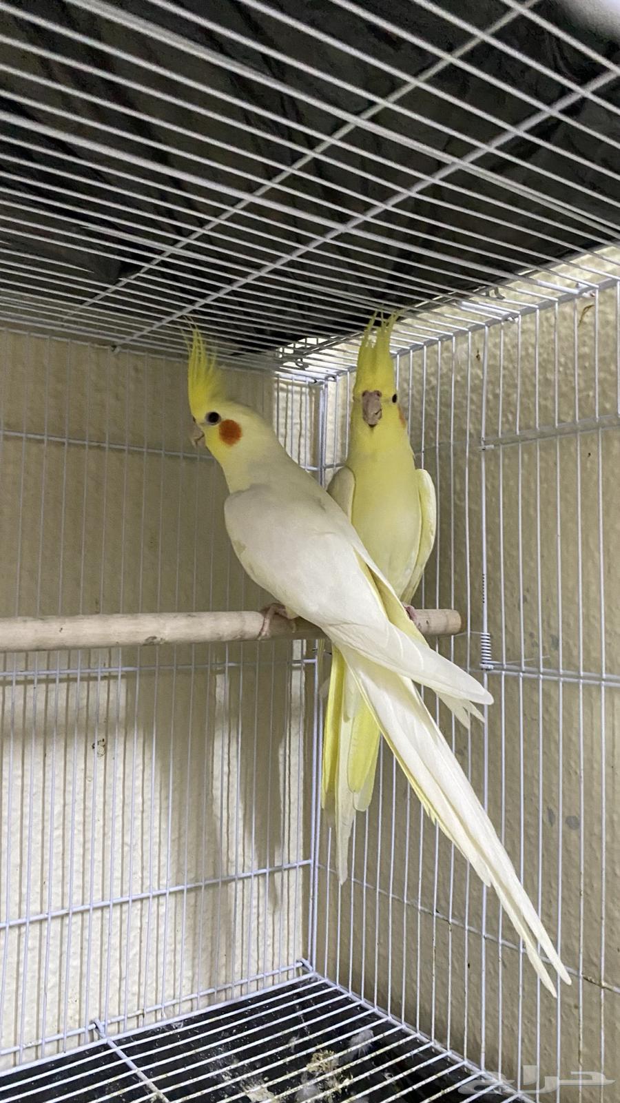 Crown Pair64410116356226113