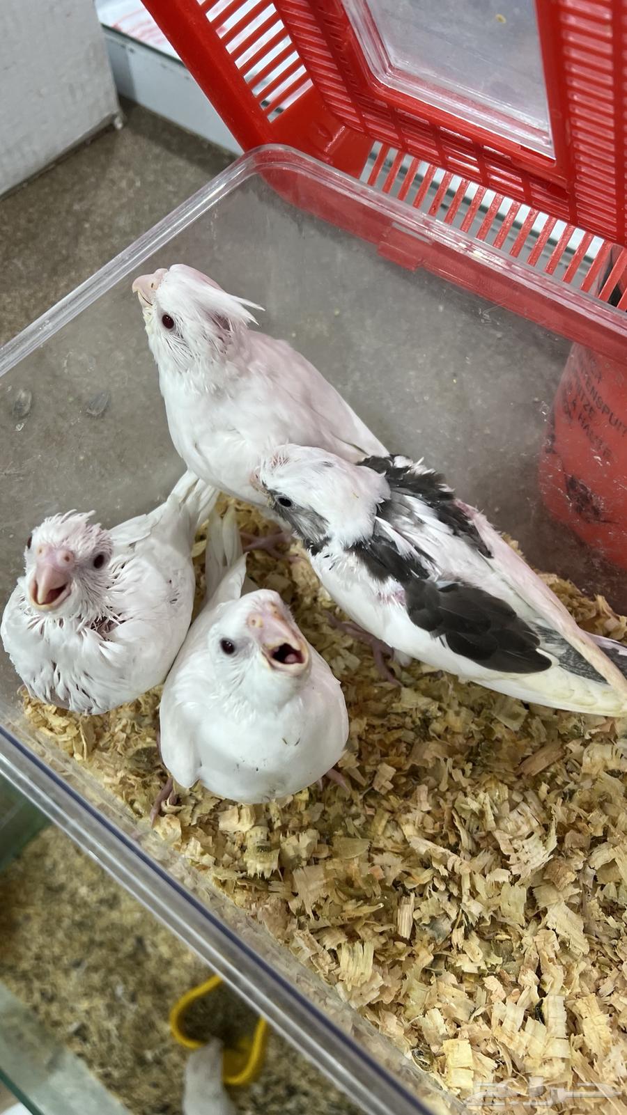 فروخ كروان64410907595265112