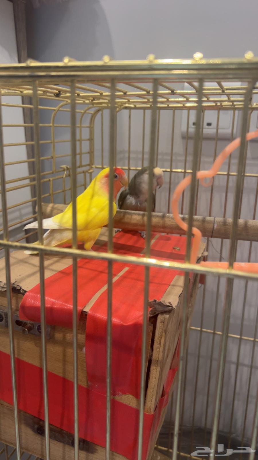 طيور روز64405778105475110