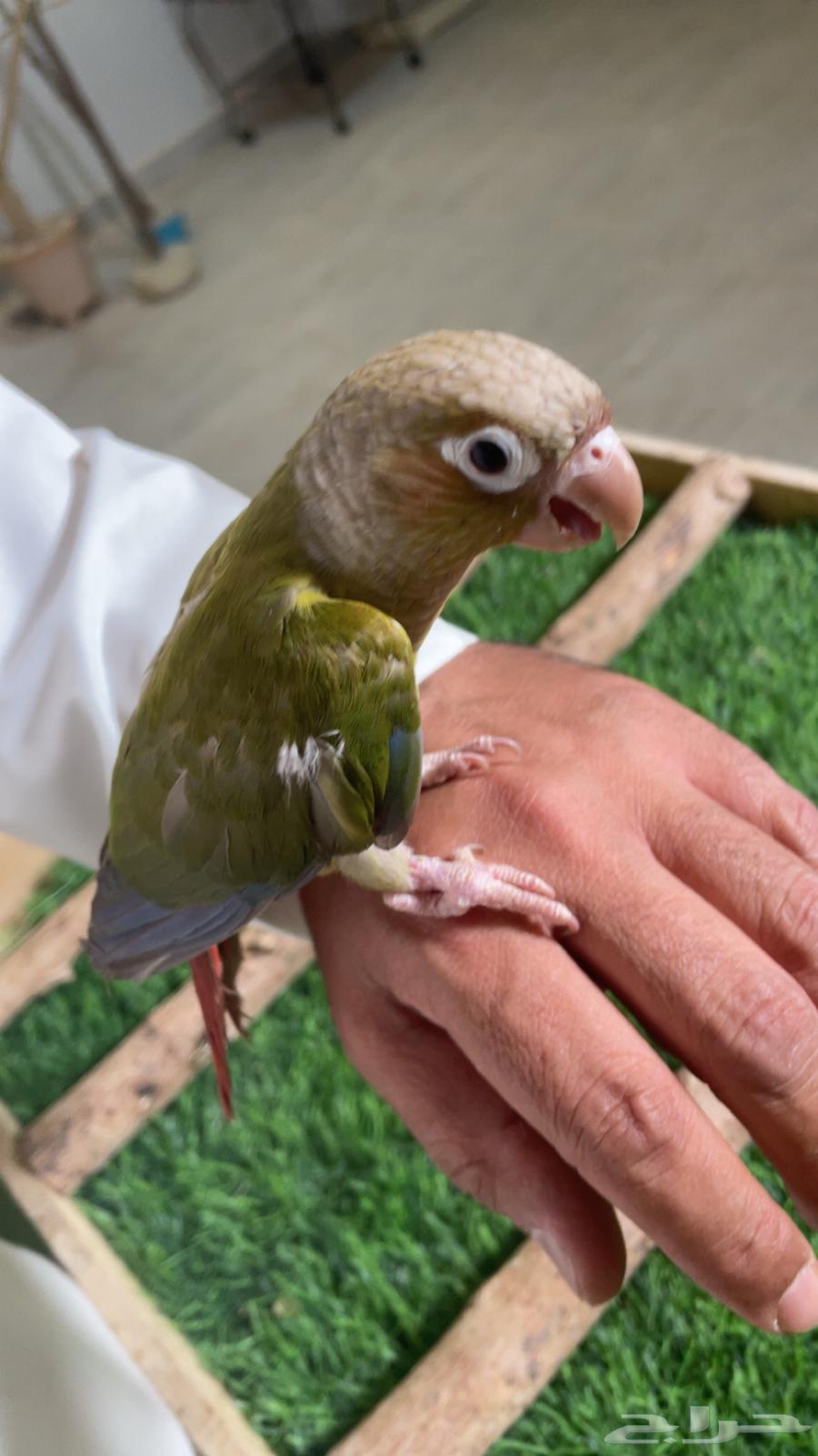 كنيور وليف فرخ ( تم البيع )64411781866498112