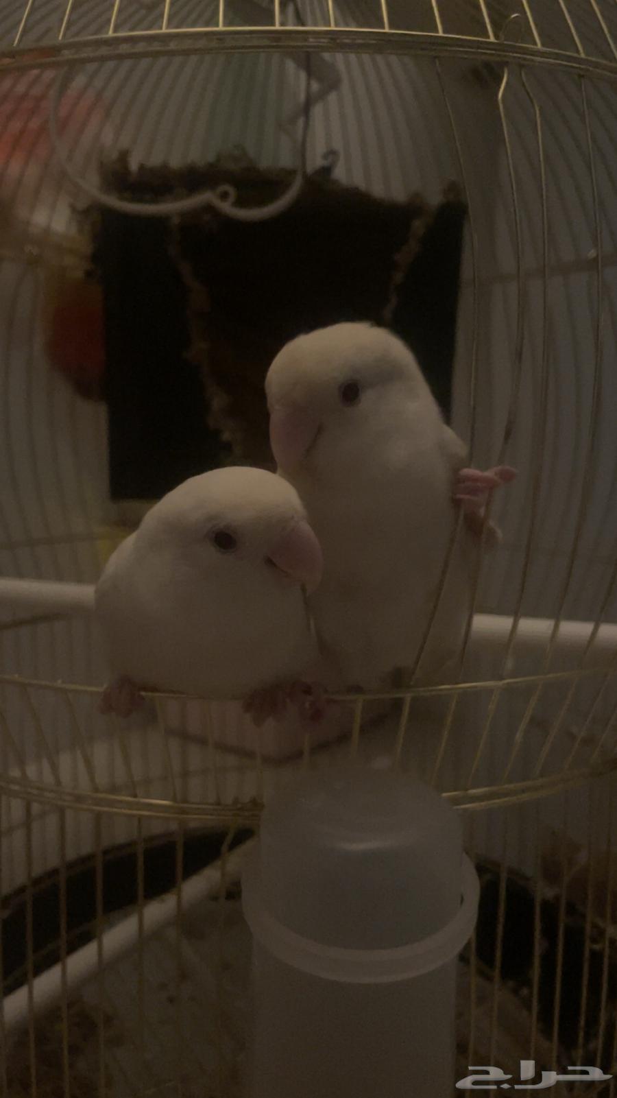 Daily Birds64405596818562110