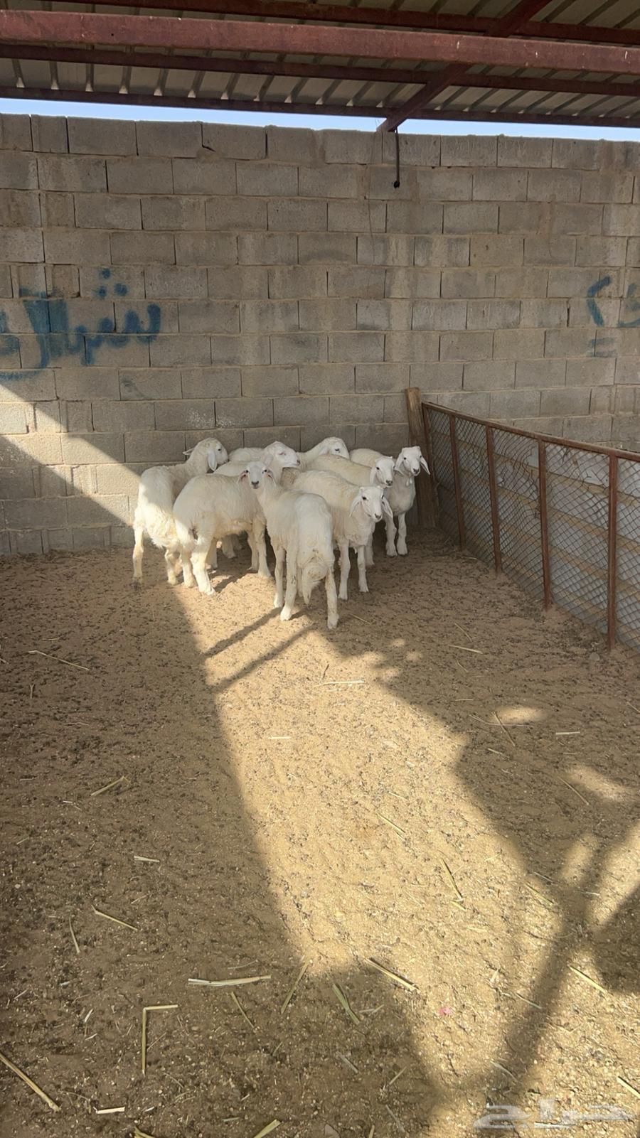 طليان تم البيع64406499861890110