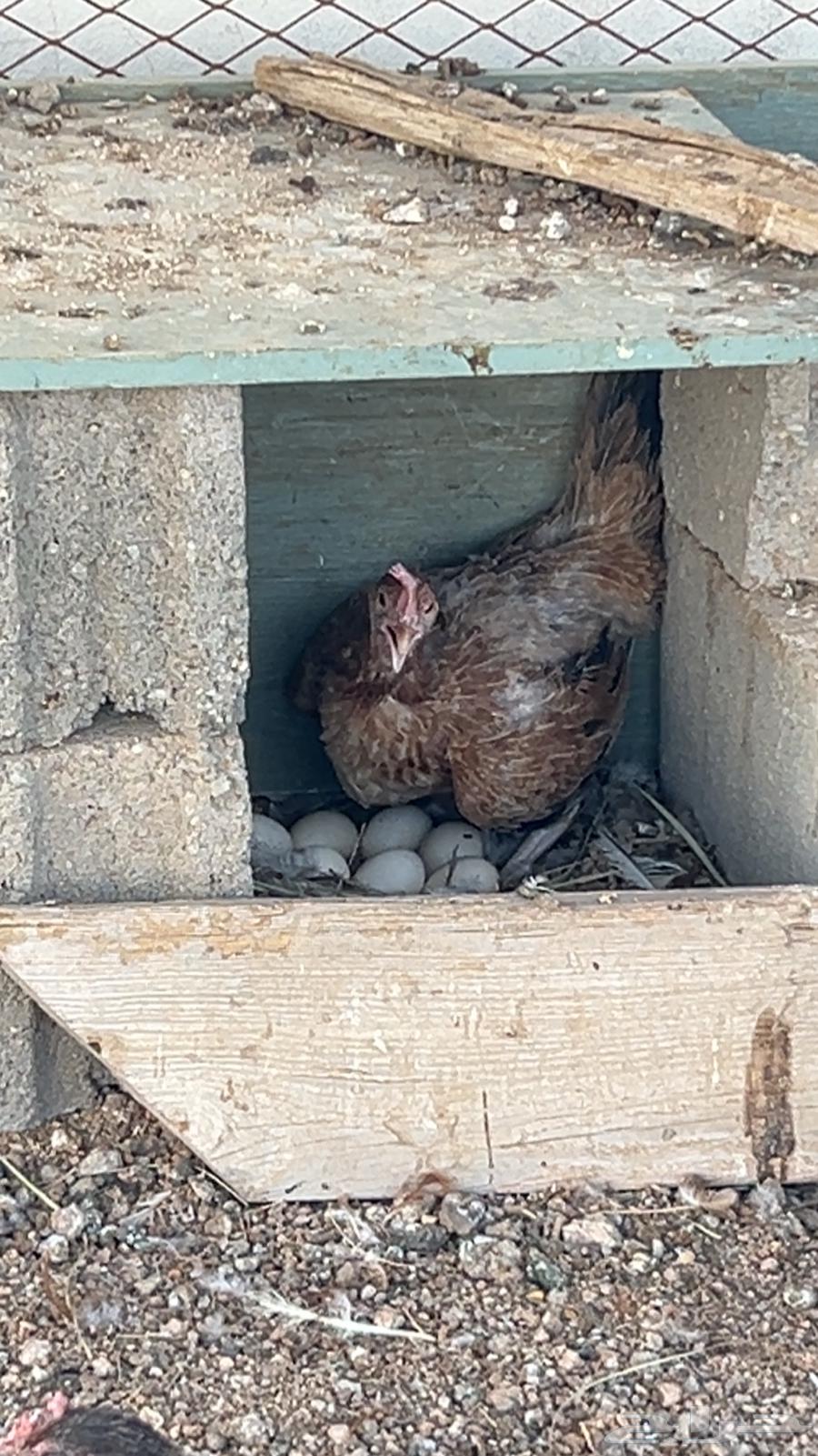 دجاج مع شبكه للبيع رفائع الجمش64409227072130112