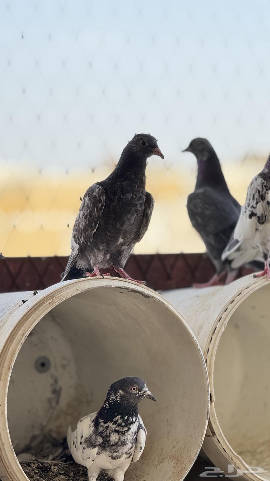 حمام بكستاني64408077078914114