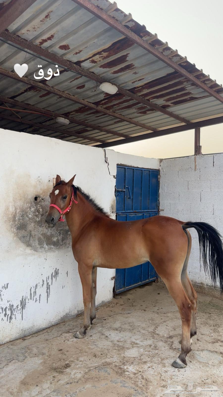 خيل64410934438403110