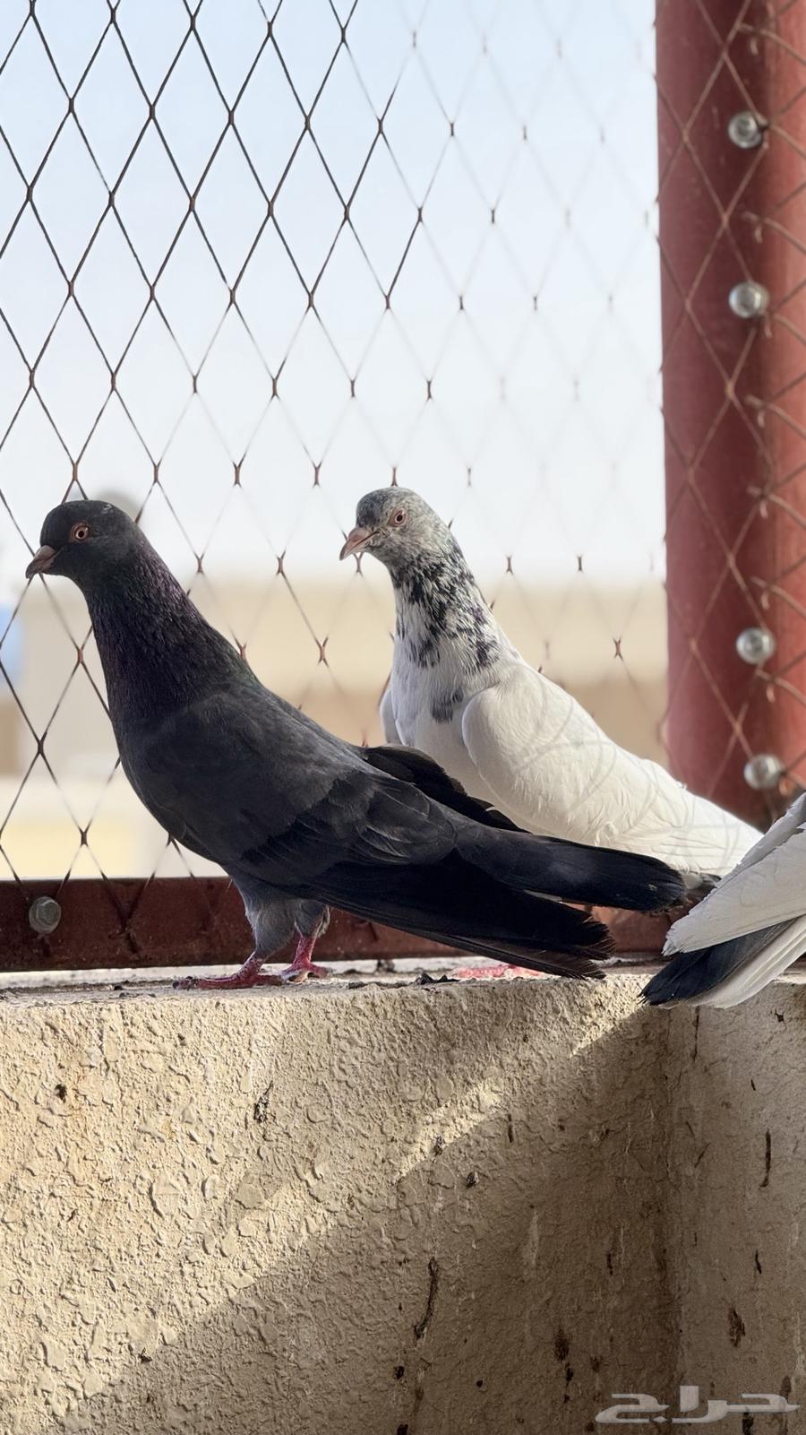 حمام بكستاني64408077078914113