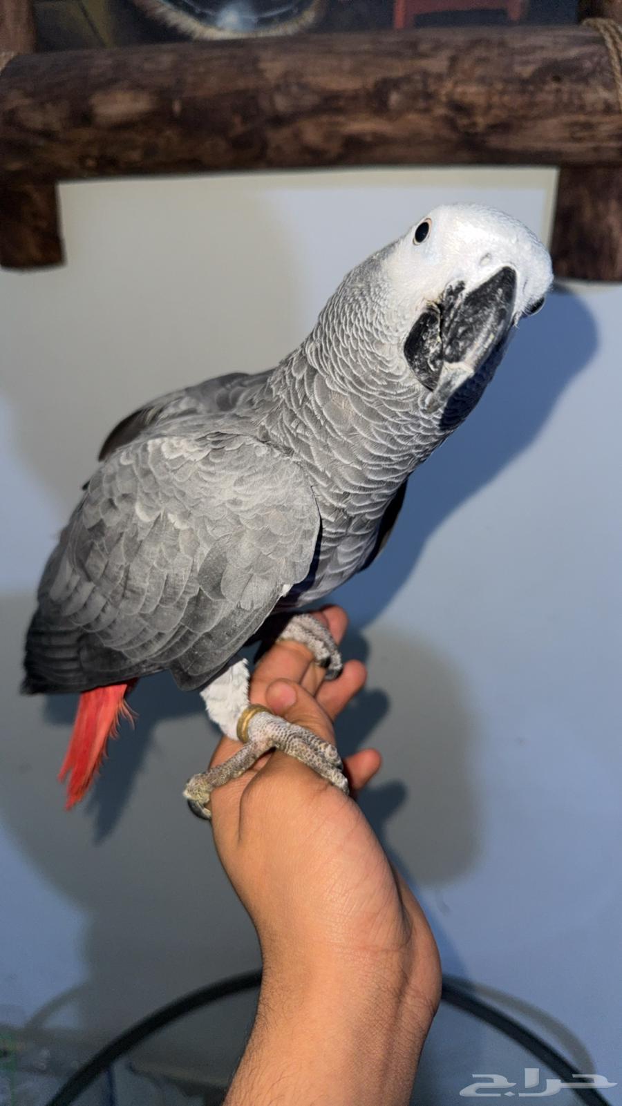 ببغاء كاسكو للبيع جده64409394330883112