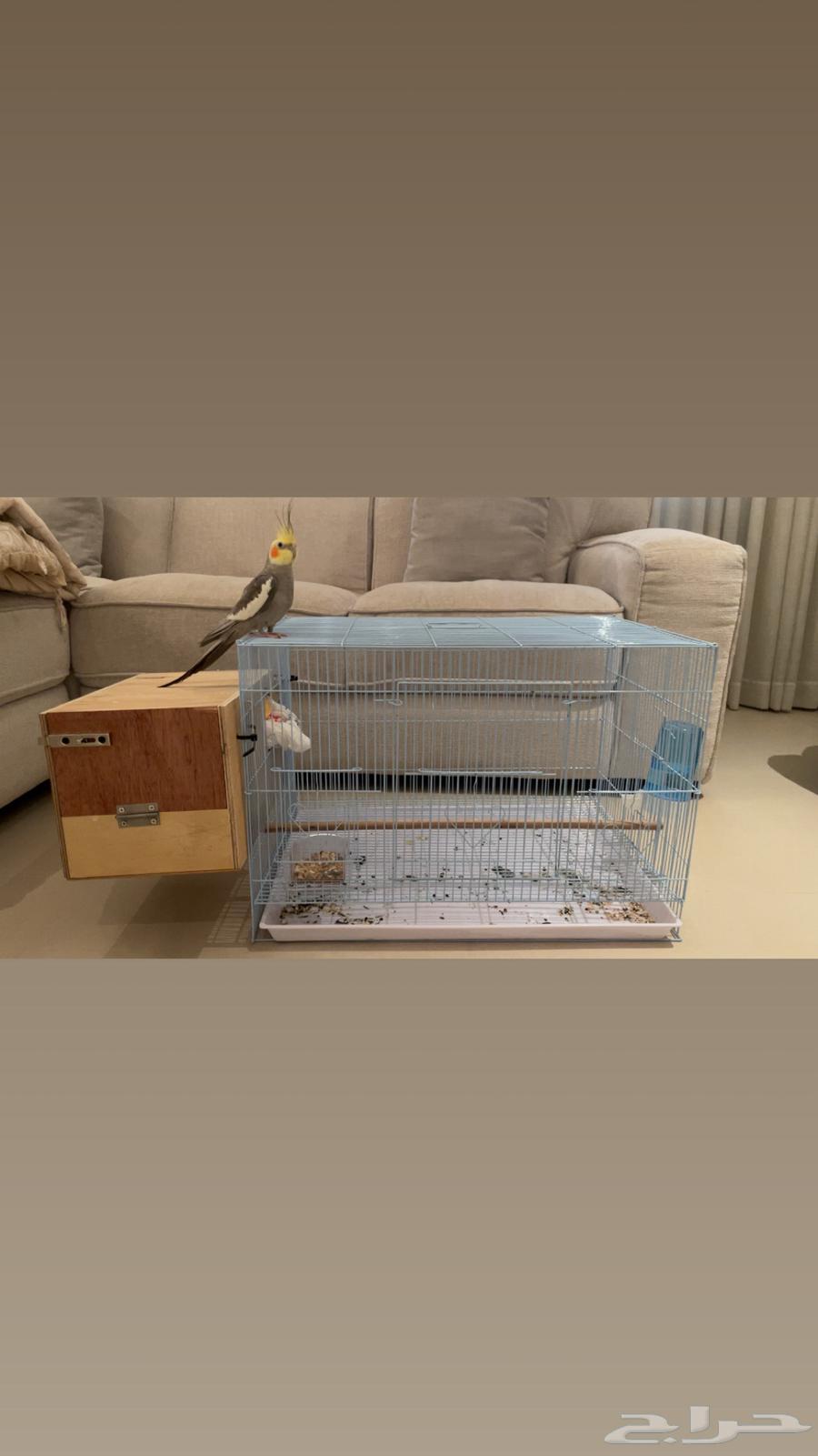 كروان ذكر جاهز ل انتاج64408552909442114