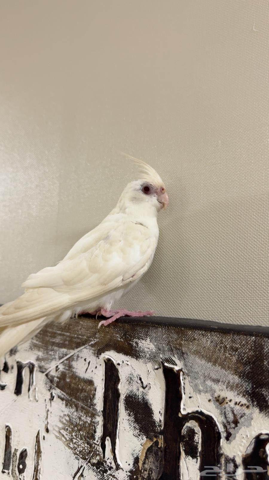 طيرين كروان ذكر وانثى64411283883779110