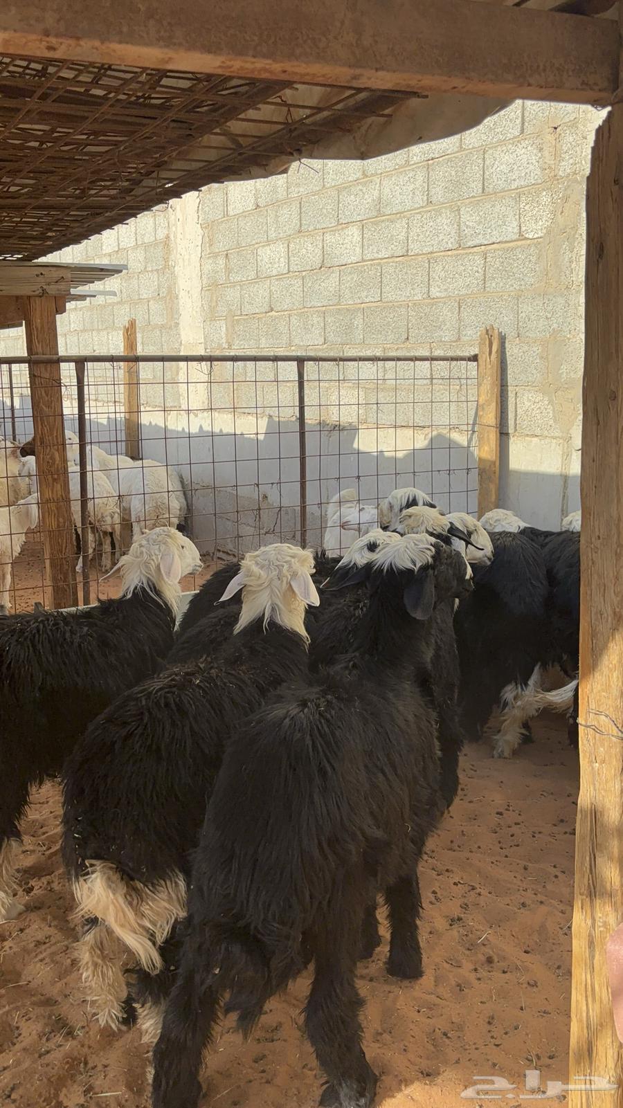 خرفان نجد ب 145064406457954946113