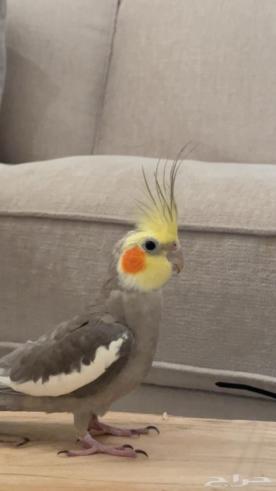 كروان ذكر جاهز ل انتاج64408552909442111