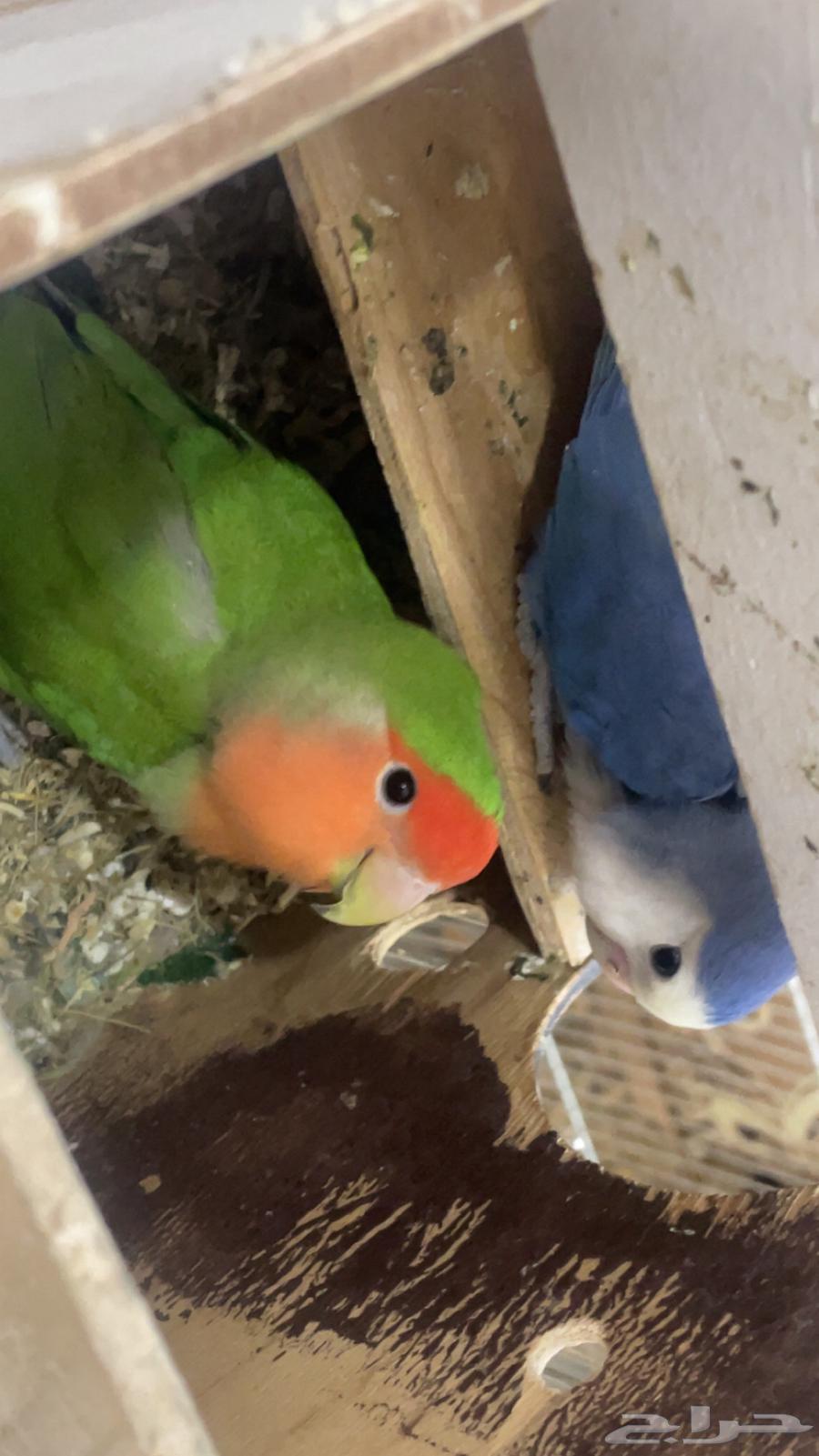 طيور روز بعنيزة للبيع64410116289282110
