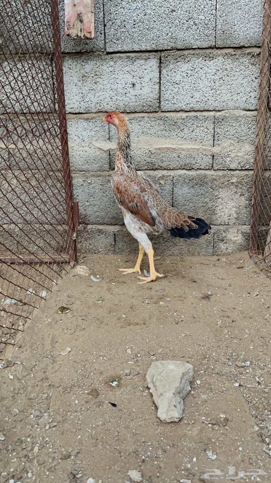 دجاجه شامو الماني64406110510339111